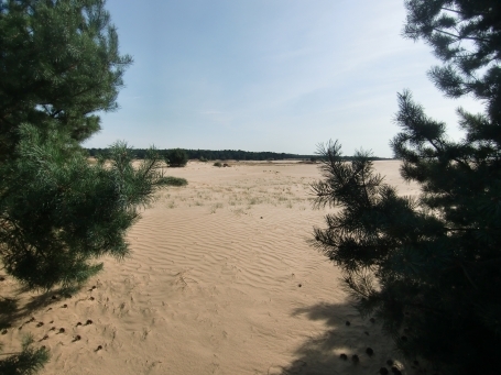 De Hoge Veluwe : Flugsandfläche am Wildbaanweg
